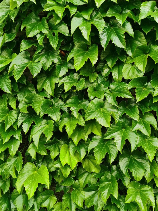 爬山虎 爬山虎