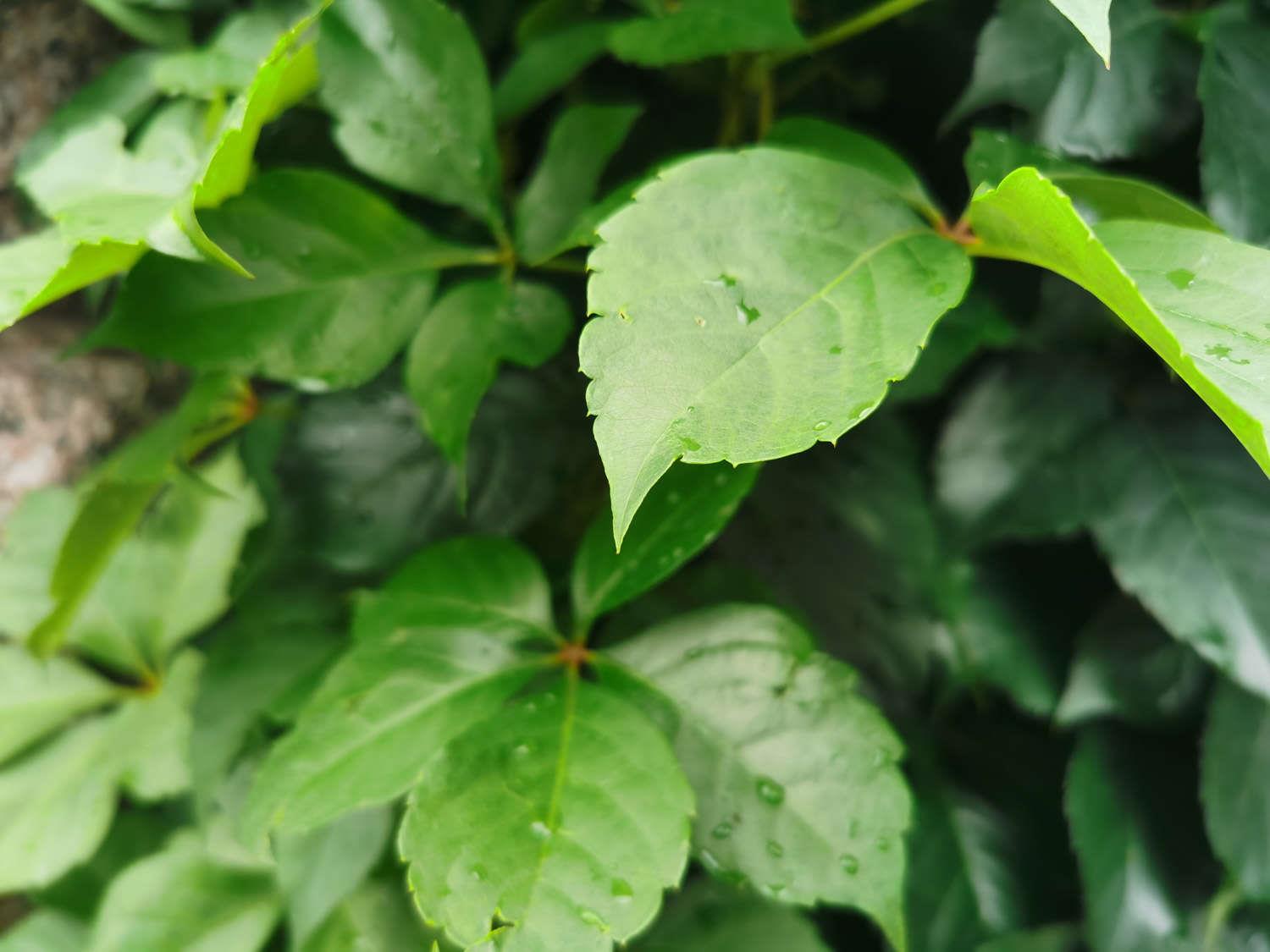 爬山虎 爬山虎