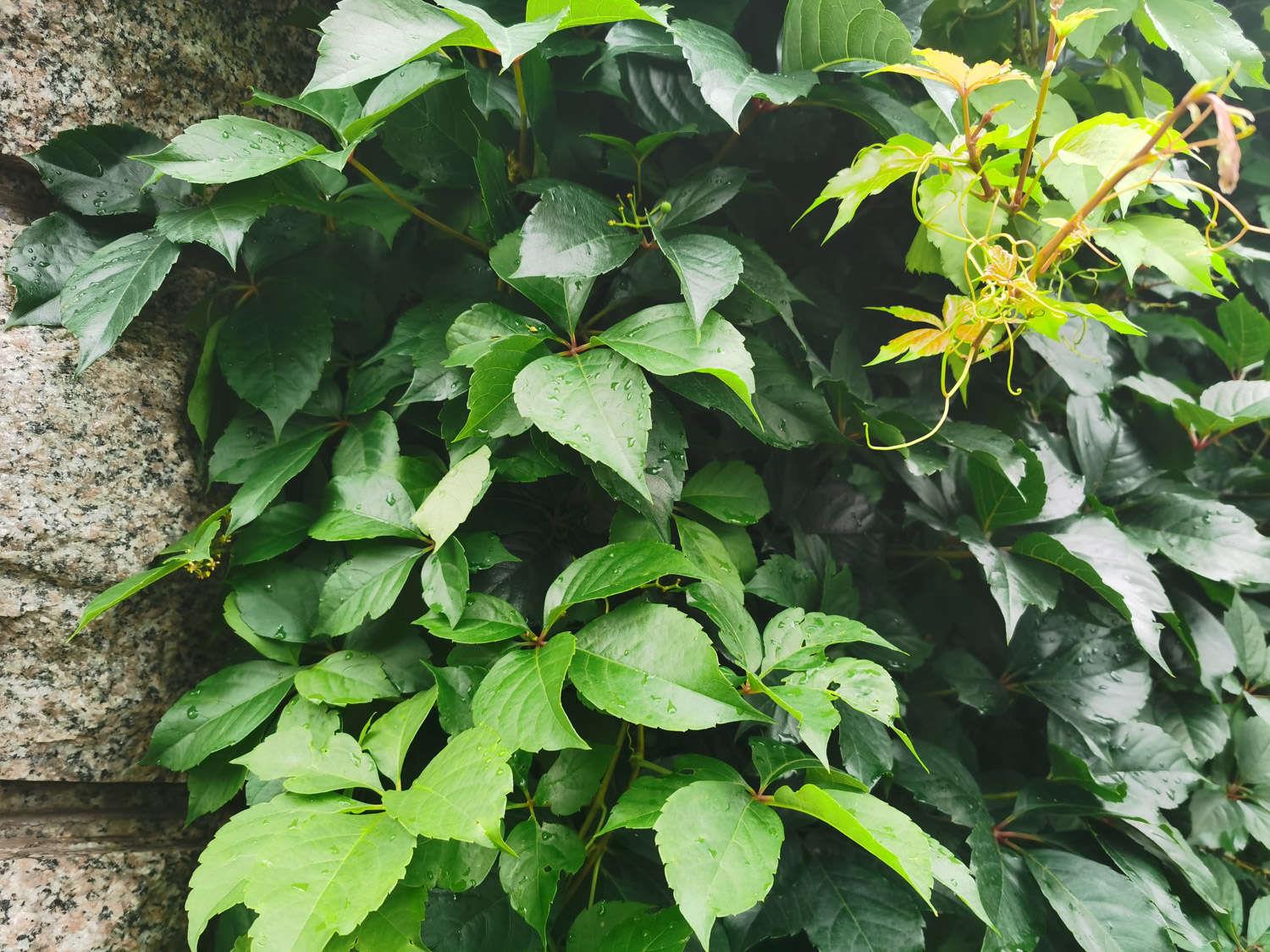 爬山虎 爬山虎