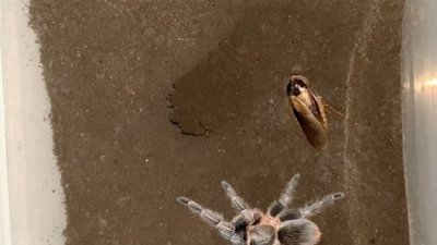 ​九成人不知道蟑螂的“天敌”是啥？“神秘蟑螂克星”，你了解吗？