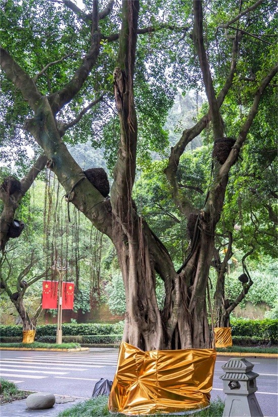 榕树 榕树
