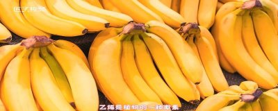 ​香蕉催熟原理