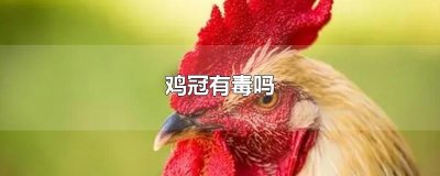 ​鸡冠有毒吗
