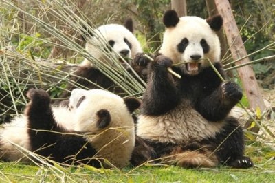 ​中国唯一一个金色熊猫你知道叫什么吗？熊猫的悠久历史！熊猫