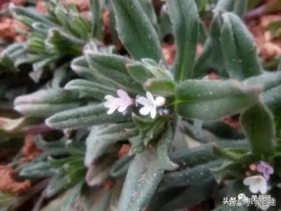 ​百草谱（十六）麦家公