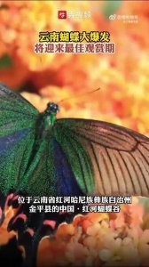 ​云南蝴蝶大爆发】最佳观赏期即将到来，大自然的奇观不可错过！