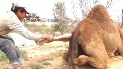 ​母骆驼难产命悬一线，幸好小伙霸气接生，整个过程惊心动魄