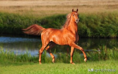 ​关于马的15个有趣冷知识，你知道多少个？