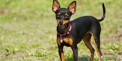 ​吉娃娃 vs 小鹿犬：别再叫错！一只像“苹果”、一只像“鹿”
