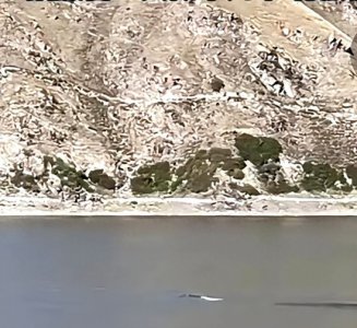 ​水怪再现？游客新疆天山天池拍到不明生物，长十几米 到底是什么？