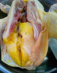 ​什么是鸡油？鸡油在餐饮界有什么用途？熬鸡油的具体步骤是什么？