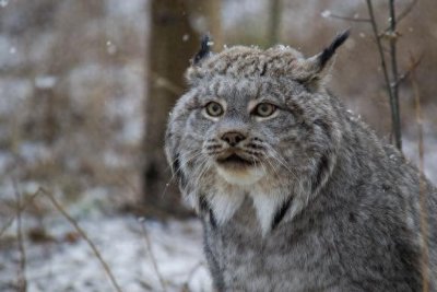 ​辟谣：动物学中的短尾猫是家猫的一类？不，它们其实属于猞猁家族
