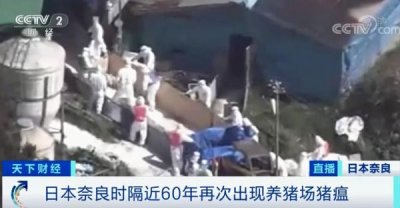 ​确认！时隔60年，日本奈良再现猪瘟！日本痛失一个“金字招牌”