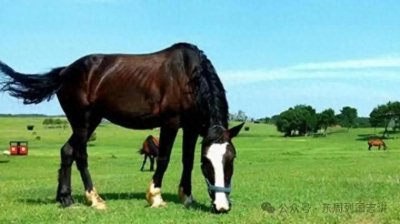 ​【时光流觞】俗聊俗话8之“好马不吃回头草·浪子回头金不换”