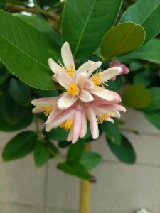 ​20种院子能种的果树，开花时竟然长这样？太震撼了！