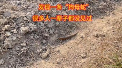 ​百年难遇的“狗母蛇”你见过吗？不同地方有哪些叫法！
