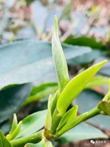 ​被誉为云南普洱茶的“王后”——冰岛老寨古树茶