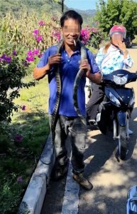 贵州男子误将剧毒眼镜王蛇当乌梢蛇，挂脖子上玩耍被咬后去世
