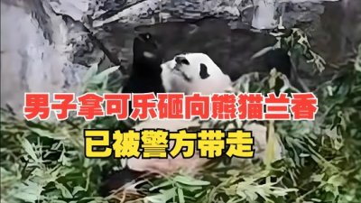 ​重庆动物园现惊人一幕：男子竟向国宝大熊猫砸可乐！