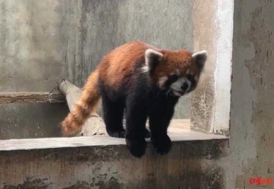 ​红星深度｜23只小熊猫之死：警方解救后寄养动物园 涉案野生动物救助待规范