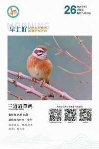 ​科普丨【记录天空精灵 传递护鸟之声】三道眉草鹀
