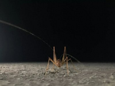 ​“蛛丝马迹”里面的马，指的是什么马？