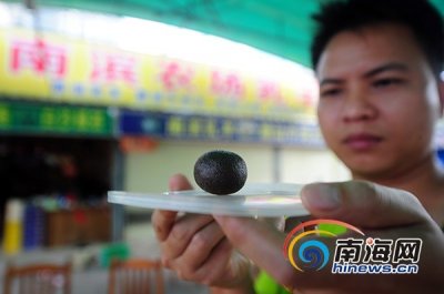 ​三亚母羊胃中惊现“羊宝”？当事人寻求鉴定渠道