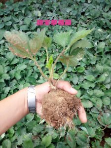 ​全网爆款_甜宝草莓苗品种介绍