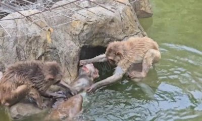 南京动物园一网红猴遭霸凌！几年了还没服软？园方无奈回应