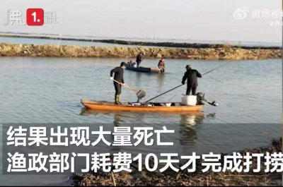 ​女子放生2.5万斤外来鲇鱼被起诉：给放生立法刻不容缓